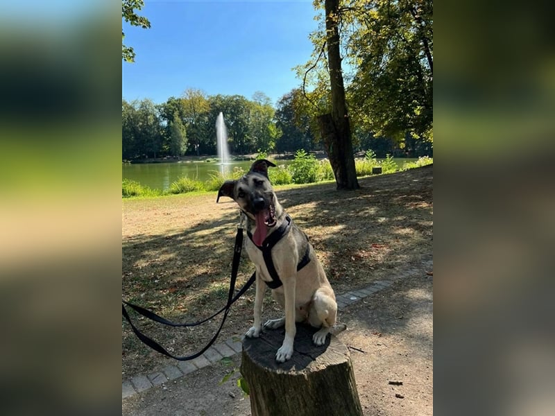 Yuma wartet in 45896 Gelsenkirchen auf ihre Menschen *mit Video