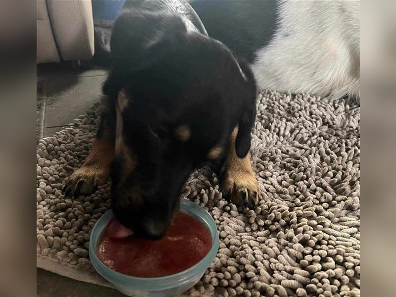 Noroc -   sucht seine Menschen - Pflegestelle: 41472 Neuss *mit Video