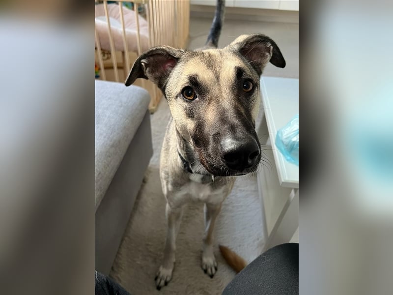 Yuma wartet in 45896 Gelsenkirchen auf ihre Menschen *mit Video