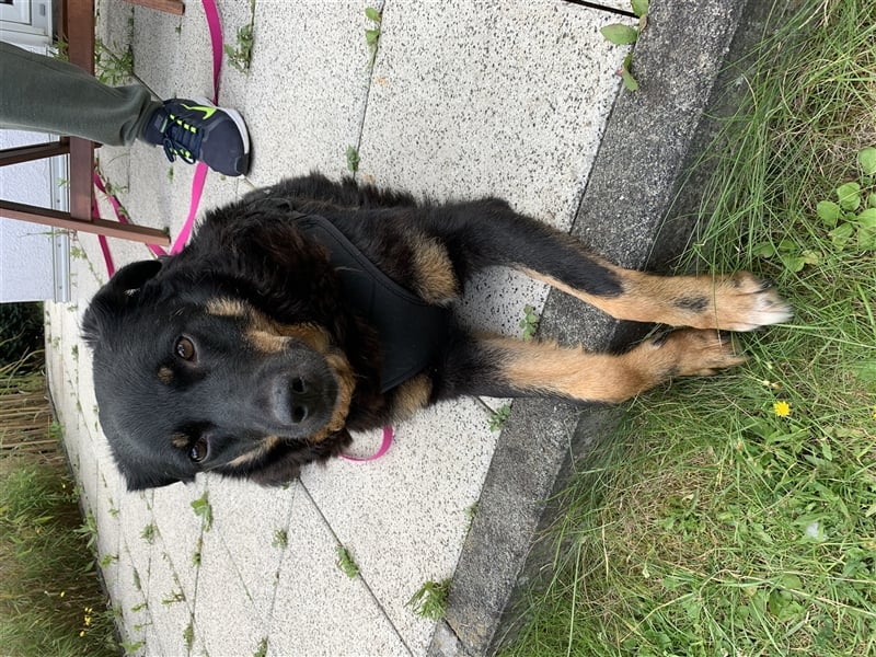 Dalina auf Pflegestelle in 45472 - finden wir endlich ihre Menschen ??