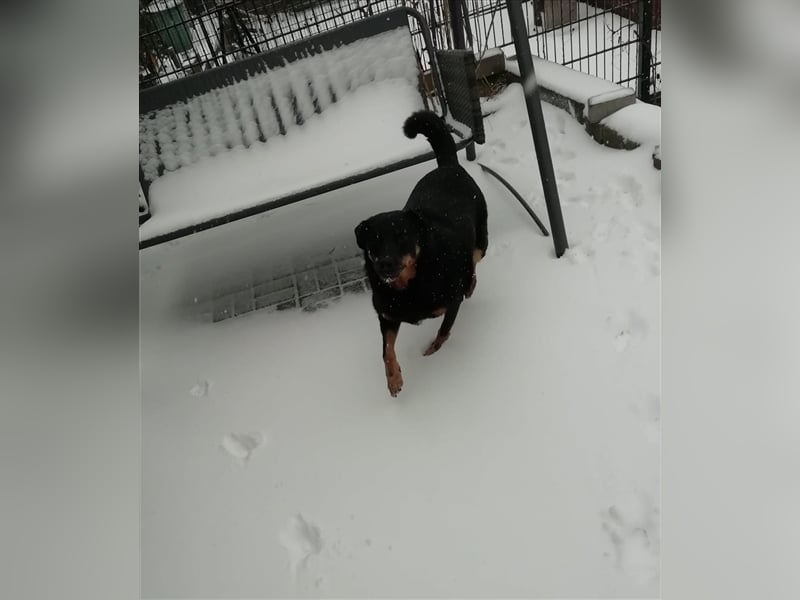 Dalina auf Pflegestelle in 45472 - finden wir endlich ihre Menschen ??