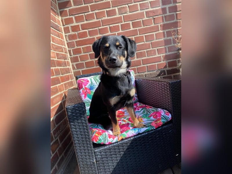 Noroc -   sucht seine Menschen - Pflegestelle: 41472 Neuss *mit Video