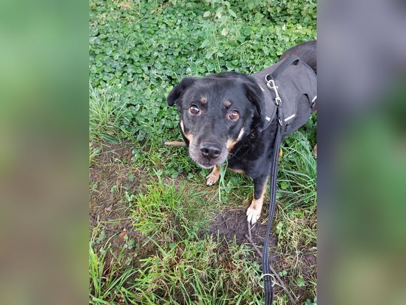 Dalina auf Pflegestelle in 45472 - finden wir endlich ihre Menschen ??