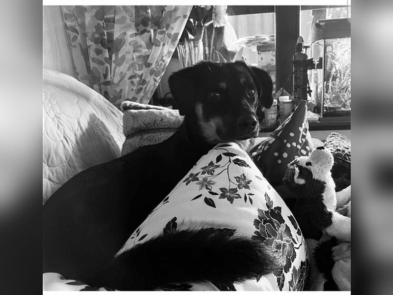 Noroc -   sucht seine Menschen - Pflegestelle: 41472 Neuss *mit Video