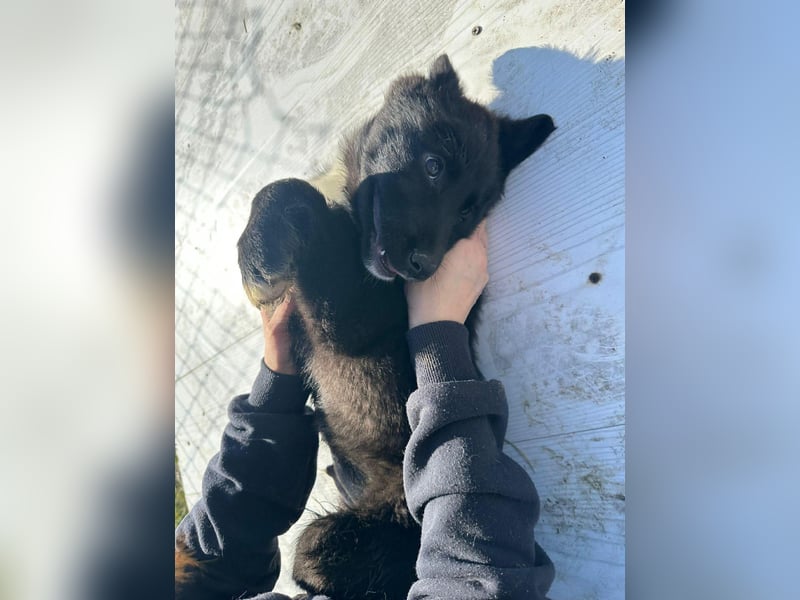 Wolle, lustiger Hundebub sucht sein Glück