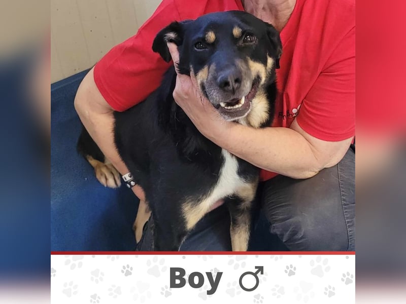 BOY ❤ EILIG! sucht Zuhause oder Pflegestelle