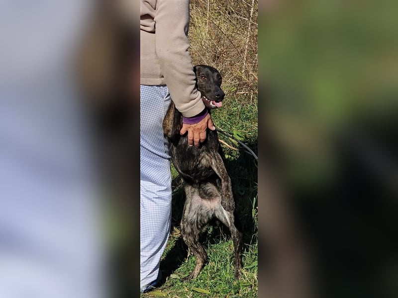 GEENA ❤ EILIG! sucht Zuhause oder Pflegestelle