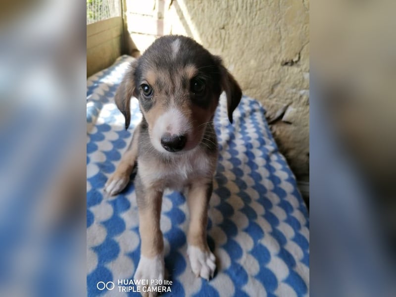 BASTIAN ❤ sucht Zuhause oder Pflegestelle