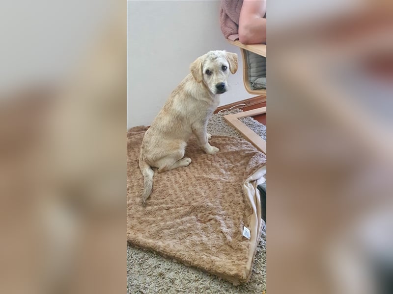 ESTO ❤  wartet in 24793 Bargstedt auf Dich