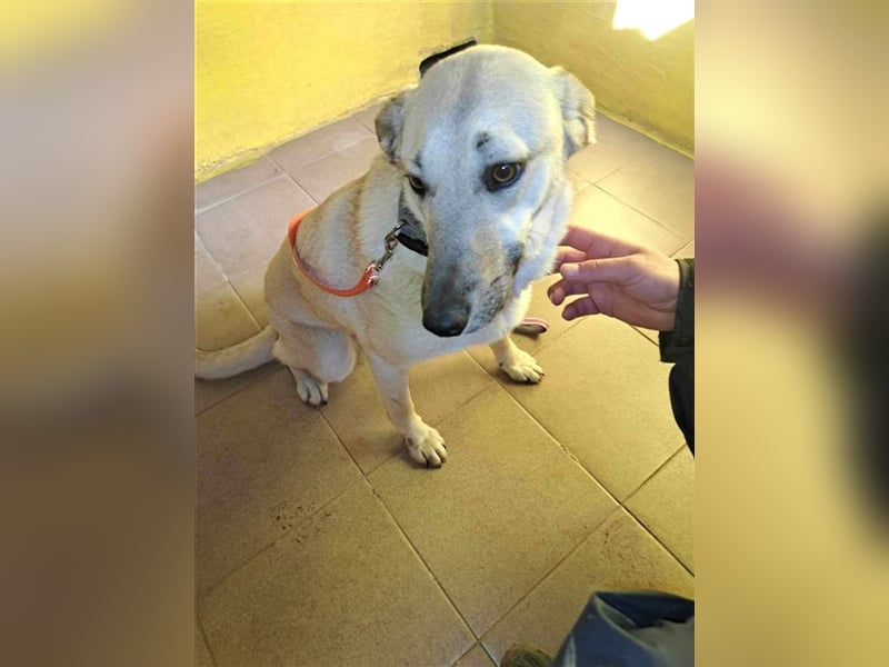 BENDJI ❤ sucht Zuhause oder Pflegestelle