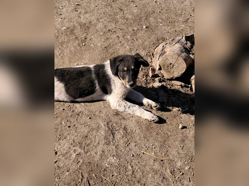 Vasko, hübscher Hundebub sucht liebevolle Menschen