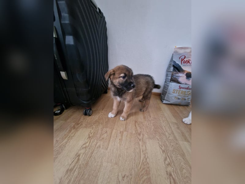 Tomi, kleiner Zwerg sucht sein passendes Körbchen