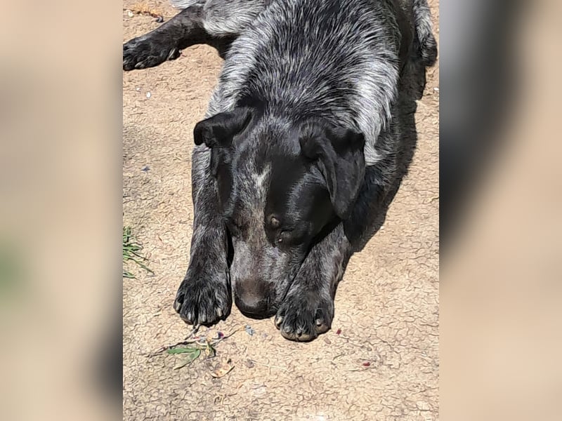 Berta, Hundemädchen sucht liebevolle Hände