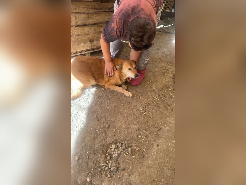 Ein Körbchen für Vulpi