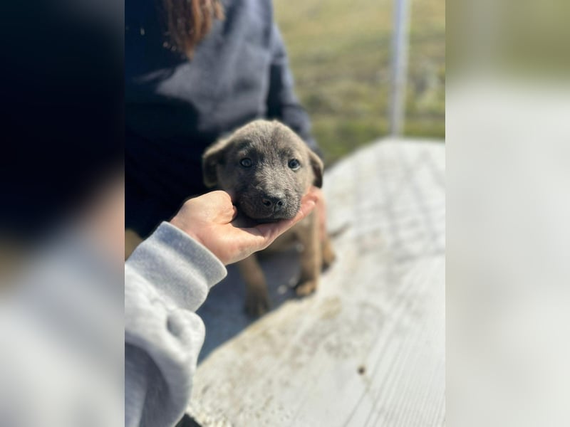 Xerox, süßer geht fast nicht