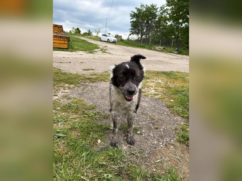NIKA ❤️ EILIG sucht Zuhause oder Pflegestelle