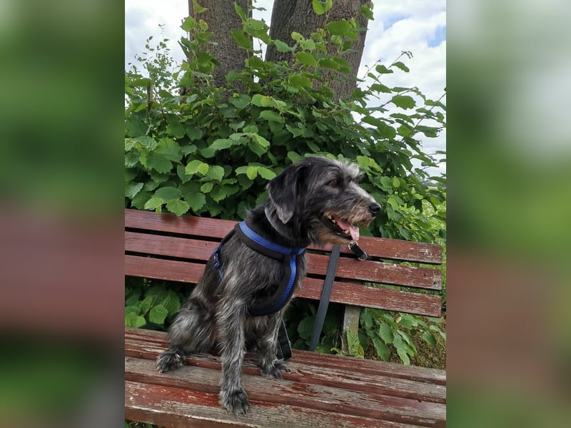 WESLEY ❤ (jetzt DJANGO)  wartet in 31275 Lehrte auf Dich