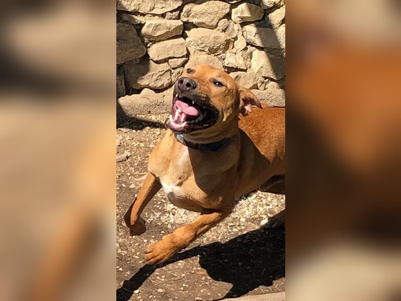 OBELIX ❤ sucht Zuhause / Pflegestelle