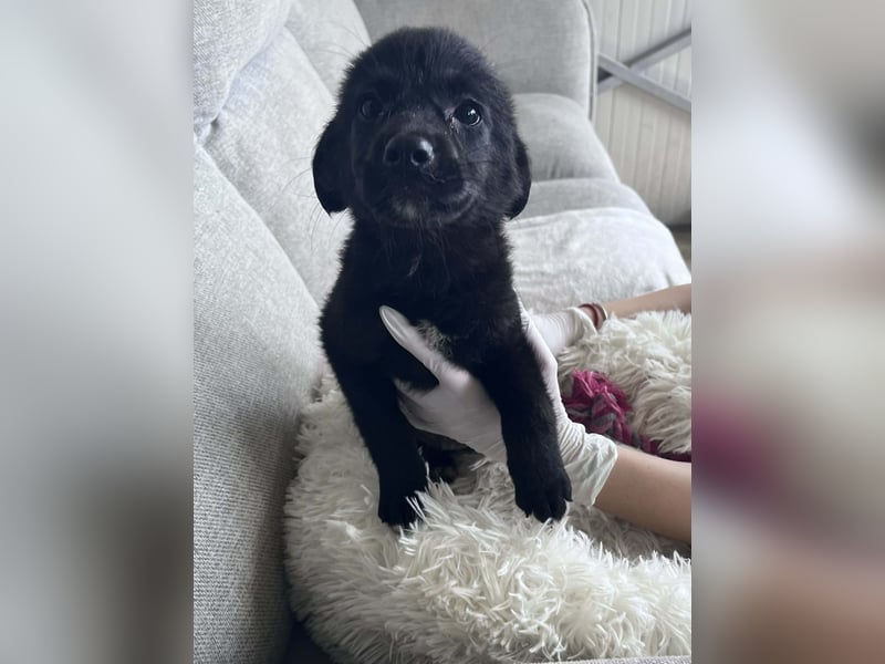 FREYA ❤️  wartet in 97422 Schweinfurt auf Dich