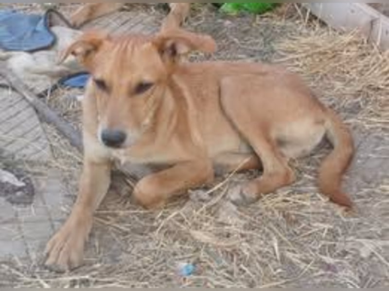 MITTER ❤ EILIG! sucht Zuhause oder Pflegestelle