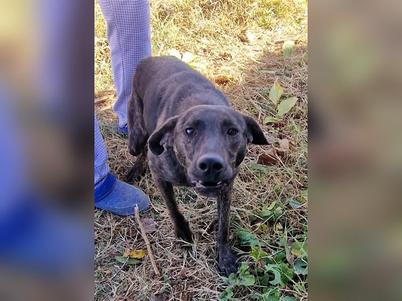 GEENA ❤ EILIG! sucht Zuhause oder Pflegestelle