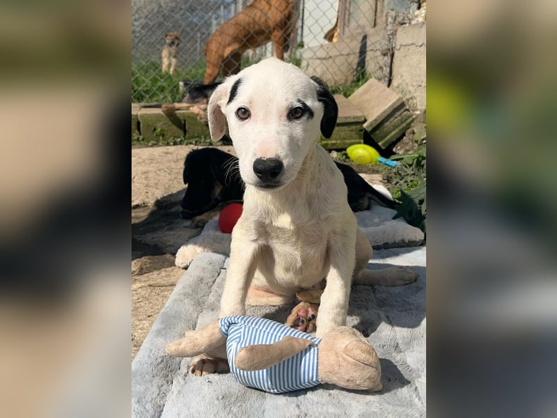 NEVILLE ❤ SEHR EILIG!  sucht Zuhause oder Pflegestelle