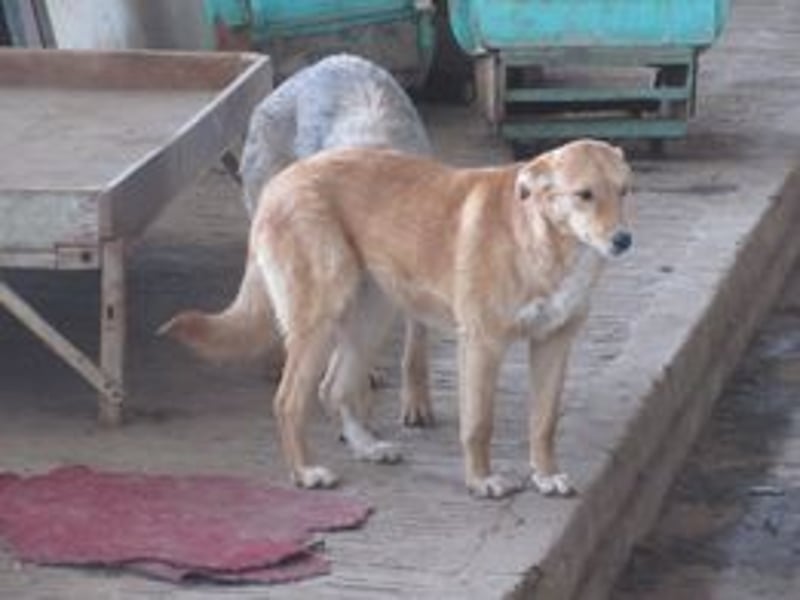 VANILA ❤ sucht Zuhause oder Pflegestelle