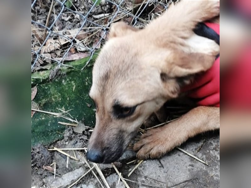 SIMANO ❤ EILIG! sucht Zuhause oder Pflegestelle