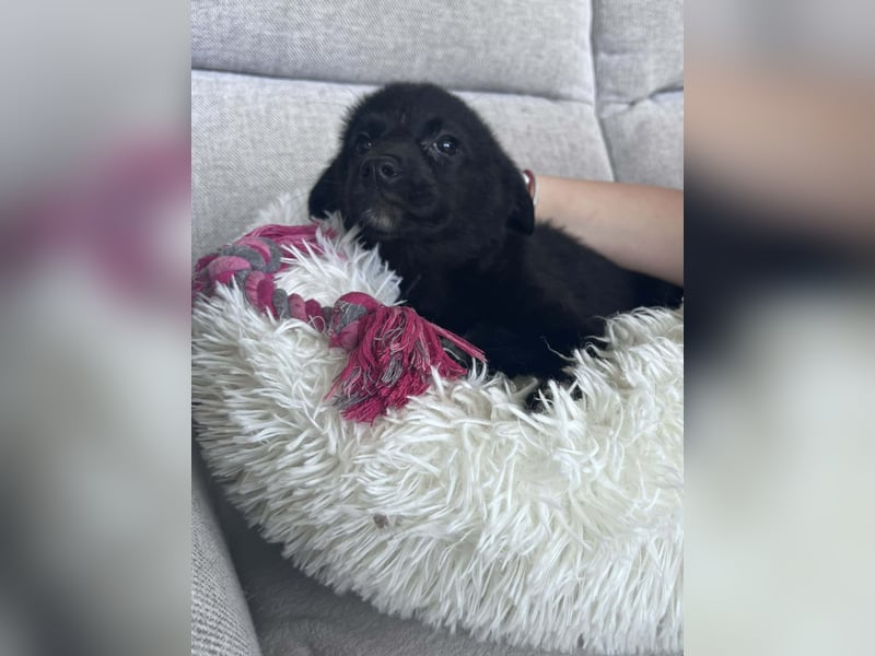 FREYA ❤️  wartet in 97422 Schweinfurt auf Dich