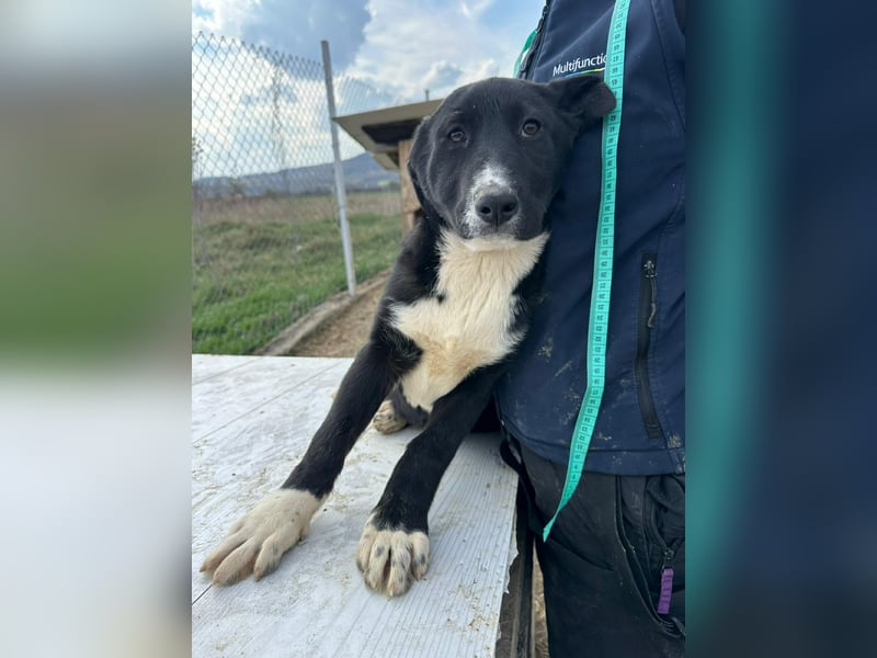 Woopy, wunderschönes Hundemädchen sucht zuverlässige Menschen