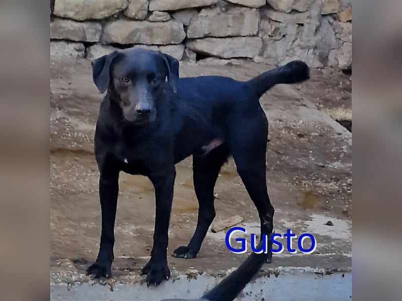 GUSTO ❤ EILIG! sucht Zuhause oder Pflegestelle