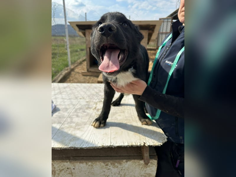 Wolle, lustiger Hundebub sucht sein Glück