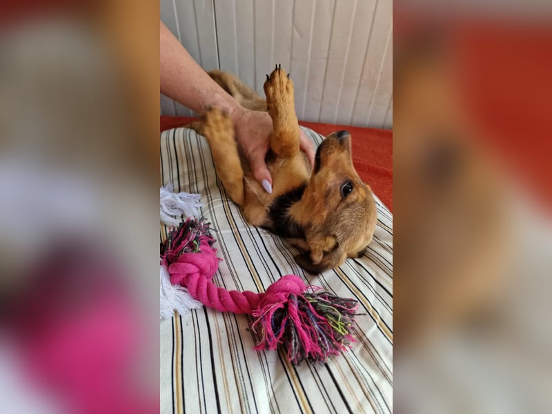 GIULIA ❤ wartet in 51063 Köln auf Dich