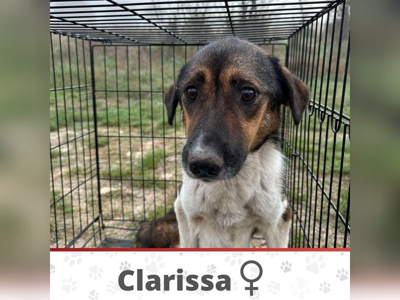 CLARISSA ❤ EILIG! sucht Zuhause oder Pflegestelle