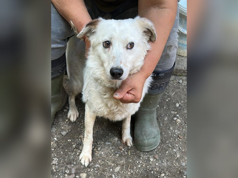 Vilu, zarte Schönheit sucht ihre Menschen