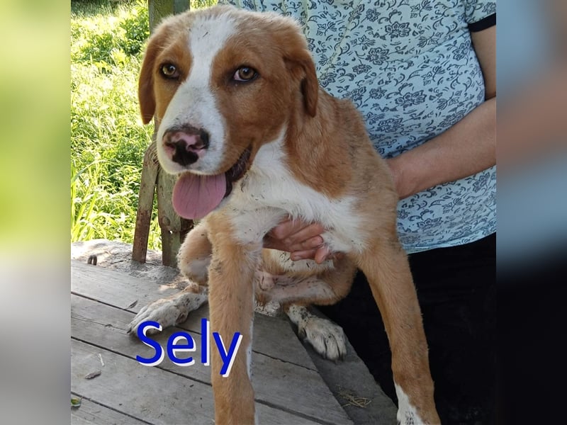 SELY ❤ sucht Zuhause oder Pflegestelle