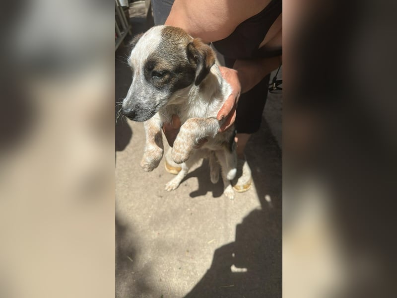 Ani, kleines Hundemädchen sucht ihre Menschen