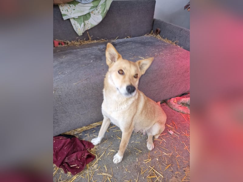 Talia, junge Hundemama sucht Körbchen zum Bleiben