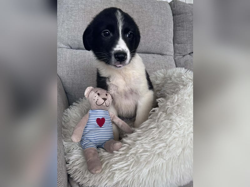 FILOU ❤️ SEHR EILIG! sucht Zuhause oder Pflegestelle