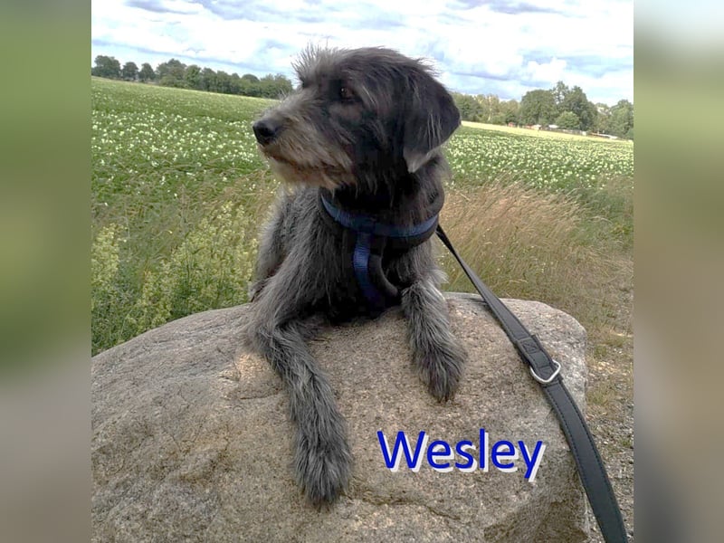 WESLEY ❤ (jetzt DJANGO)  wartet in 31275 Lehrte auf Dich