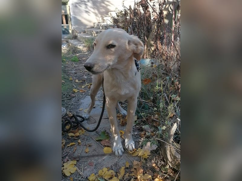 BASTOS ❤ sucht Zuhause oder Pflegestelle