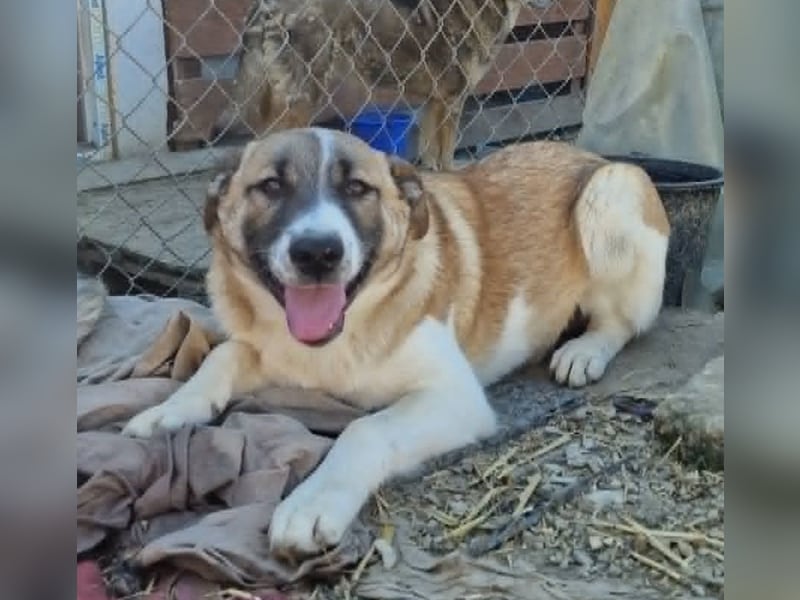 Tyler, kleiner Hundemann auf der Suche nach dem Glück