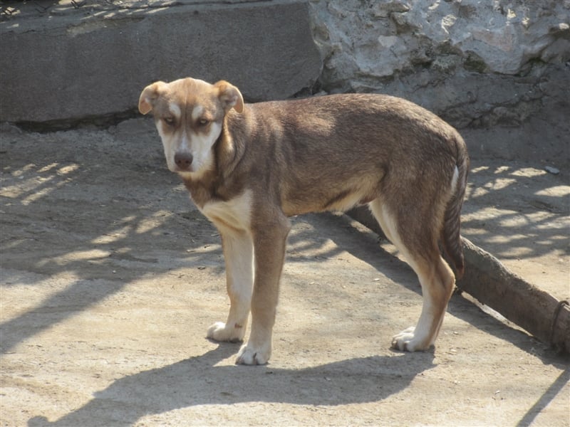 KRIS ❤ sucht Zuhause oder Pflegestelle