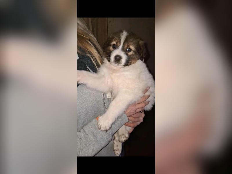 DESI ❤ EILIG! sucht Zuhause oder Pflegestelle