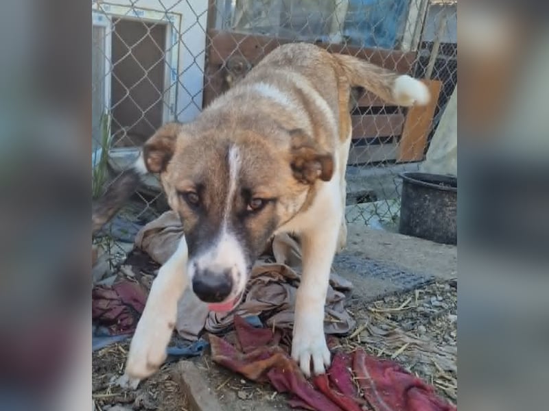Tyler, kleiner Hundemann auf der Suche nach dem Glück