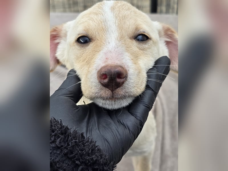 Dattel – wartet darauf entdeckt zu werden!