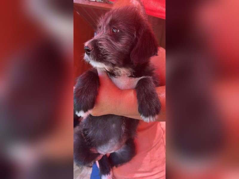 Dolly, kleines Hundemädchen sucht Familie