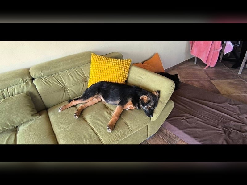 SARAH ❤ EILIG! sucht Zuhause oder Pflegestelle