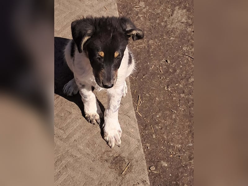 Vasko, hübscher Hundebub sucht liebevolle Menschen