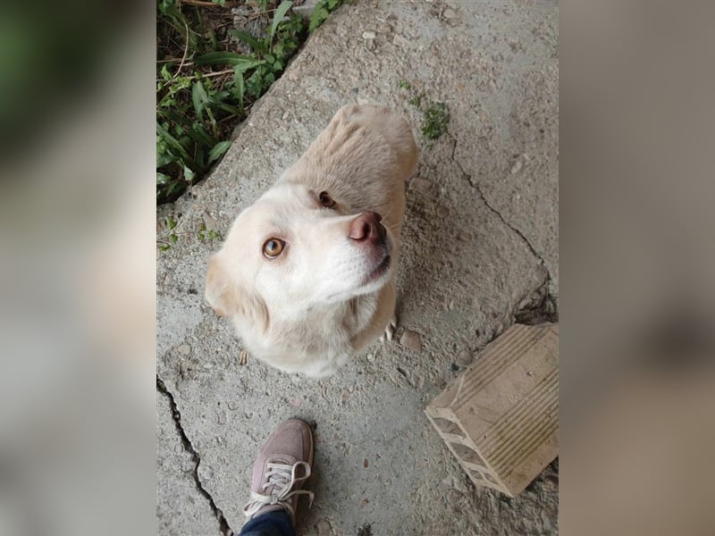 BENDI ❤️ sucht Zuhause oder Pflegestelle